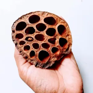Dried Lotus Pod
