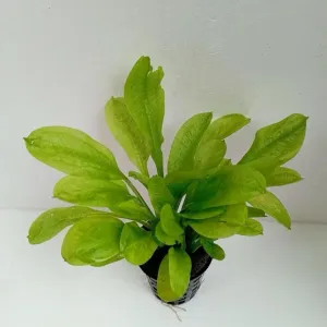 Echinodorus Parviflorus