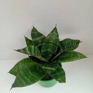 Hardy And Resilient Snake Plant