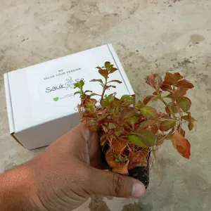 Ludwigia Ovalis Aquarium Live Plant