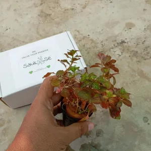 Ludwigia Ovalis Emersed Plant Pot
