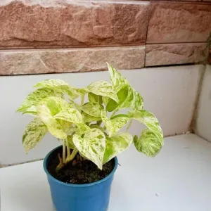 Marble Queen Money Plant
