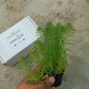 Sauk Se Myriophyllum Aquaticum Parrot Feather Pot