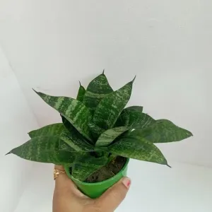 Sauk Se Potted Snake Plant