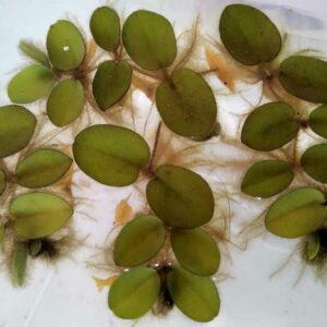 Yellow Shrimp Resting salvinia minima