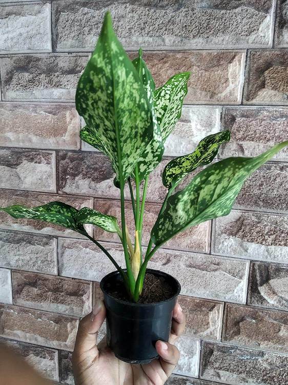 Aglaonema Snow White