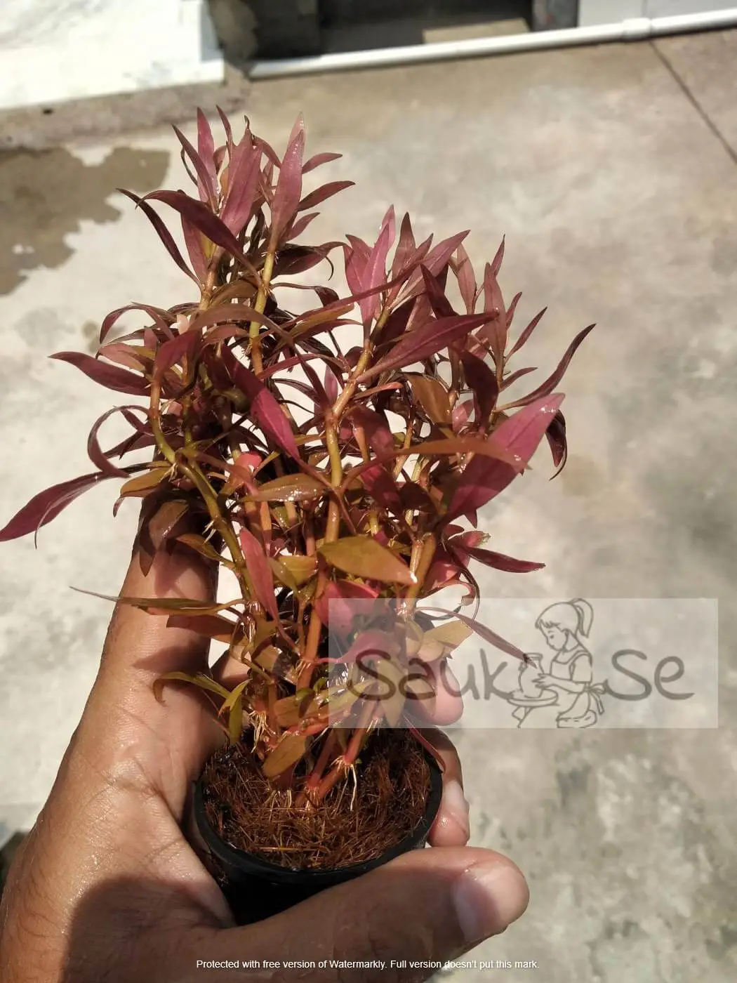 Alternanthera reineckii mini