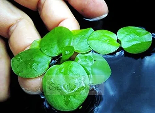 Amazon Frogbit Aquarium Floating Plant