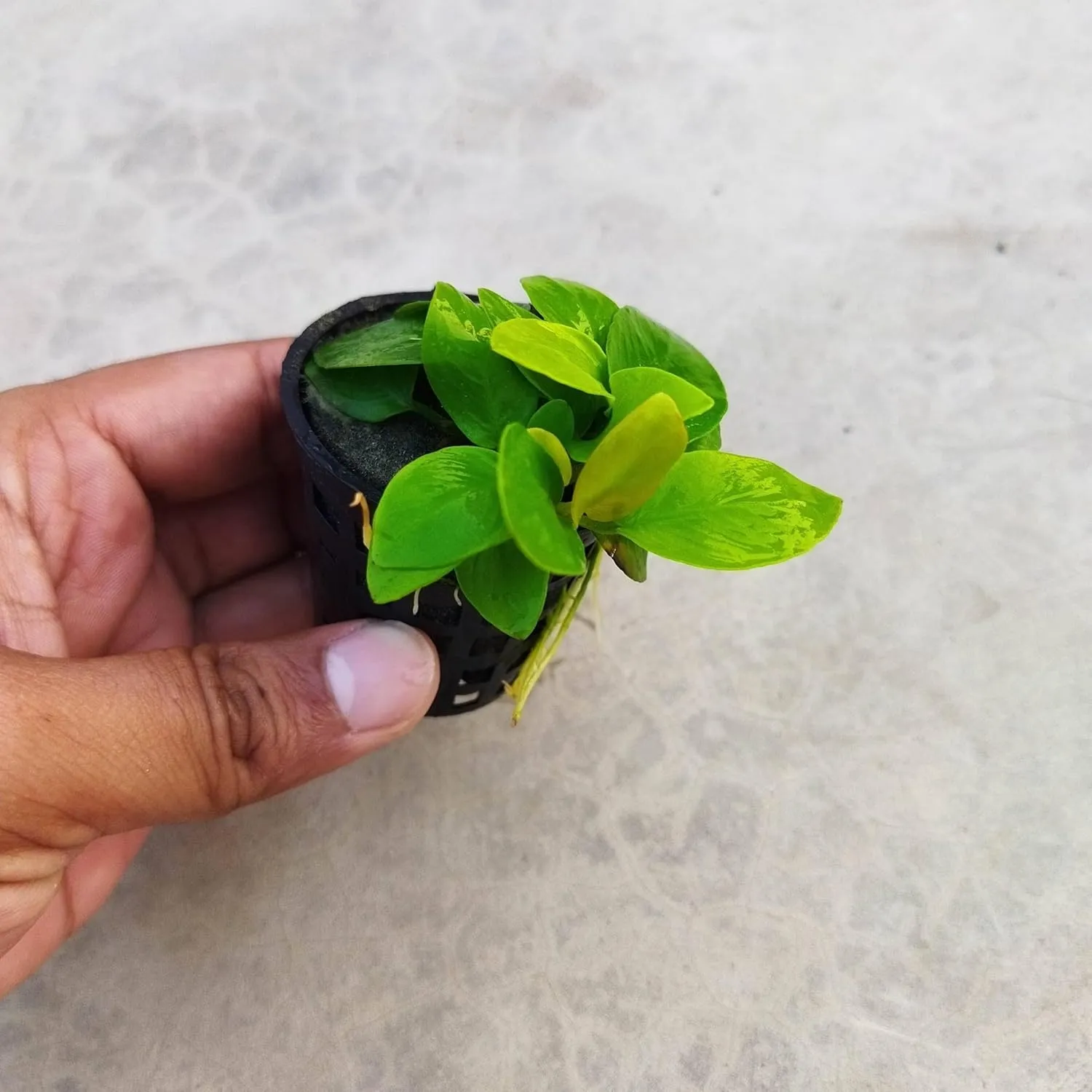 Anubias Nana Gold Aquarium Plant