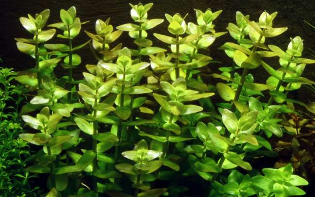 Bacopa Caroliniana Aquarium Plant Pot