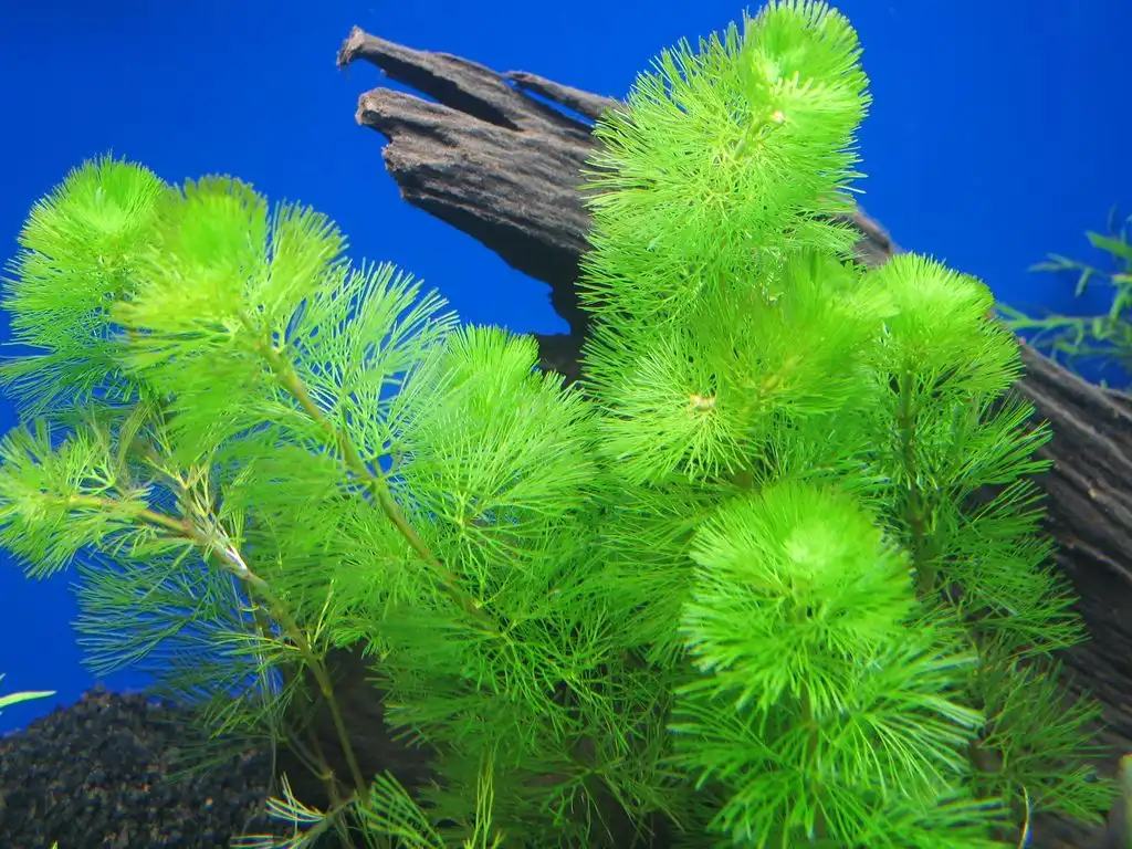 Green Cabomba Aquarium Plant 10 Stem