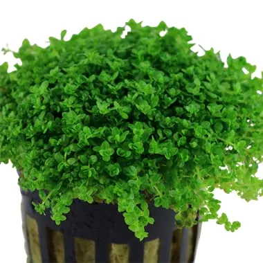 Hemianthus Callitrichoides Cuba Aquarium Carpeting Plants