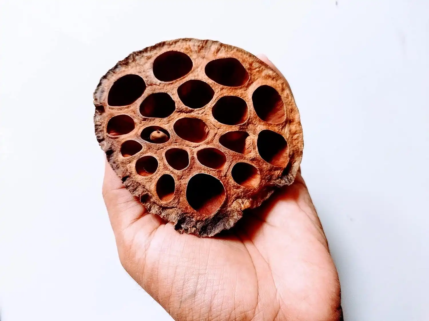 Dried Lotus Pods for Aquarium Decoration – Natural Fish Hiding Place & Rustic Home Decor