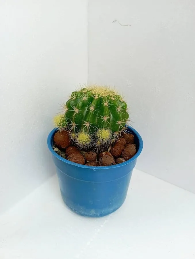 Barrel Cactus Echinocactus Grusonii