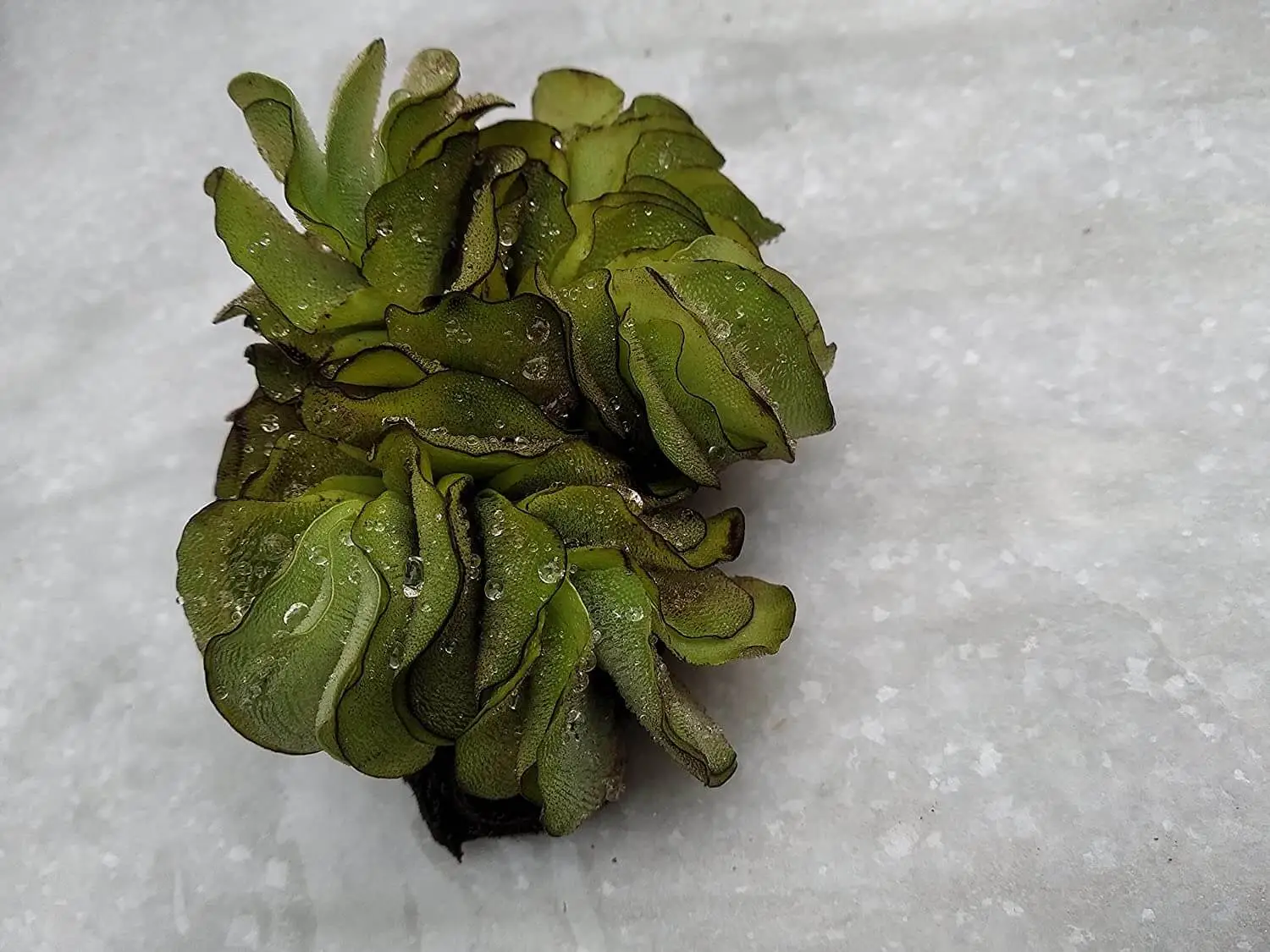 Giant Salvinia Aquarium Floating Plant 5 Piece