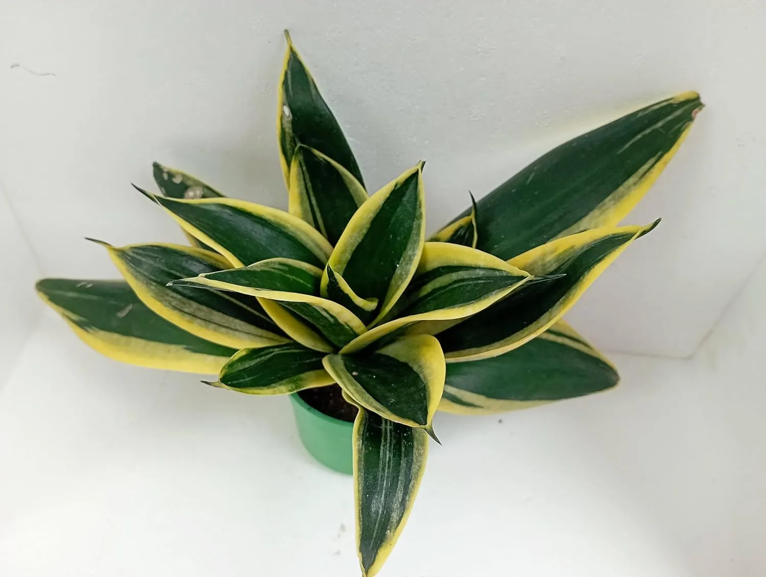 Sansevieria Hahnii Golden Dwarf Indoor Air Purifying Snake Plant
