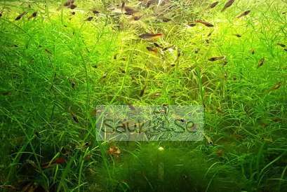Guppy Grass Najas Indica Aquarium Plant