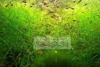 Guppy Grass Najas Indica Aquarium Plant
