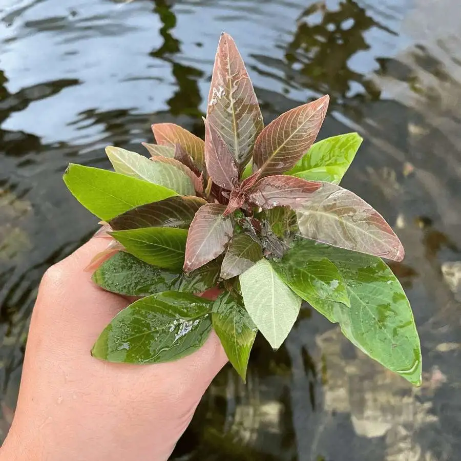 Hygrophila Corymbosa Compacta