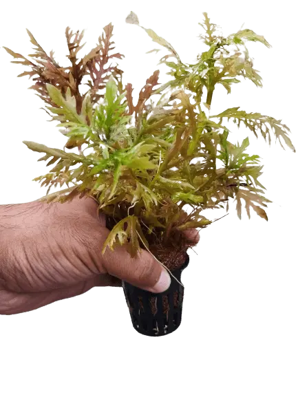 Hygrophila Difformis Red Pot