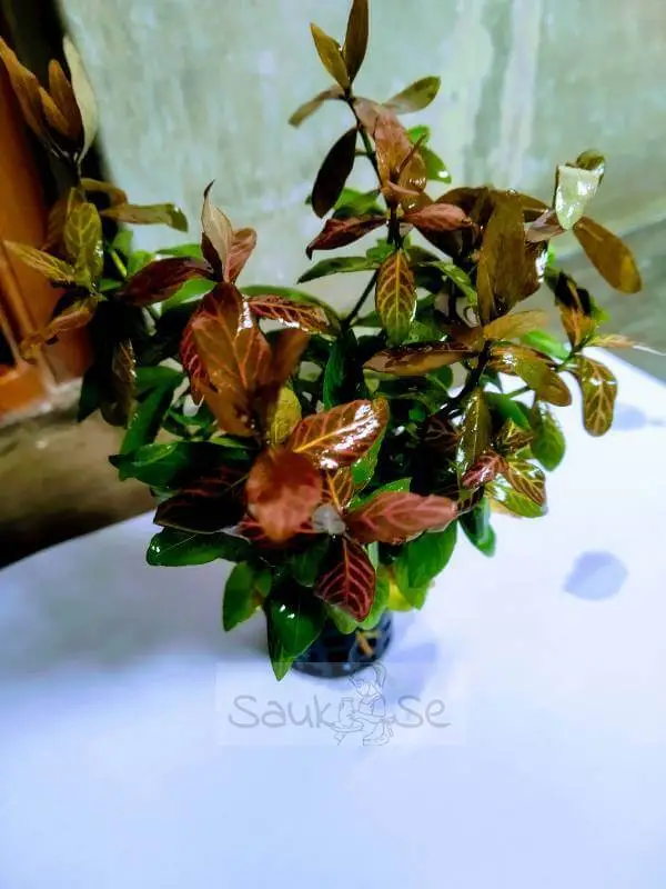 Hygrophila Polysperma Rosanervig Aquarium Plant