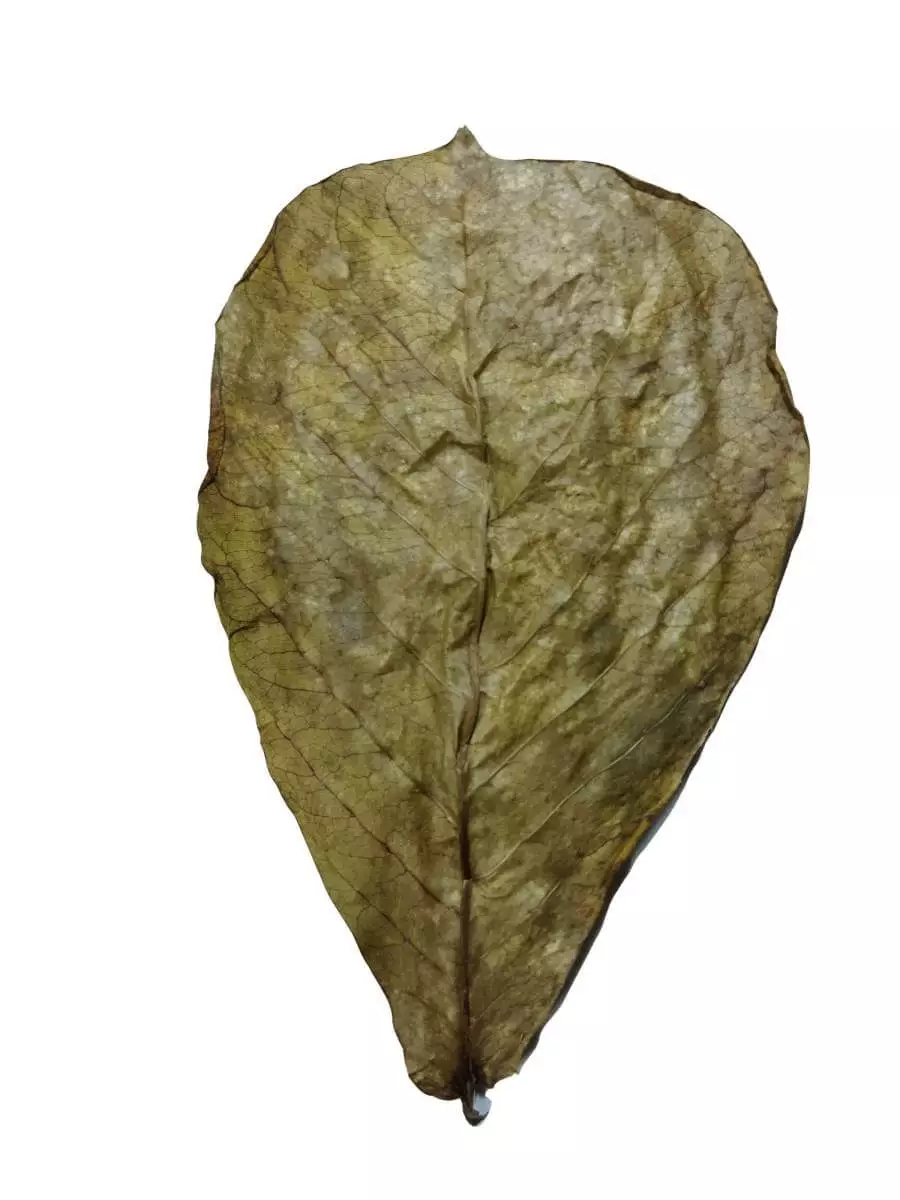 Indian Almond Leaves Catappa Leaves