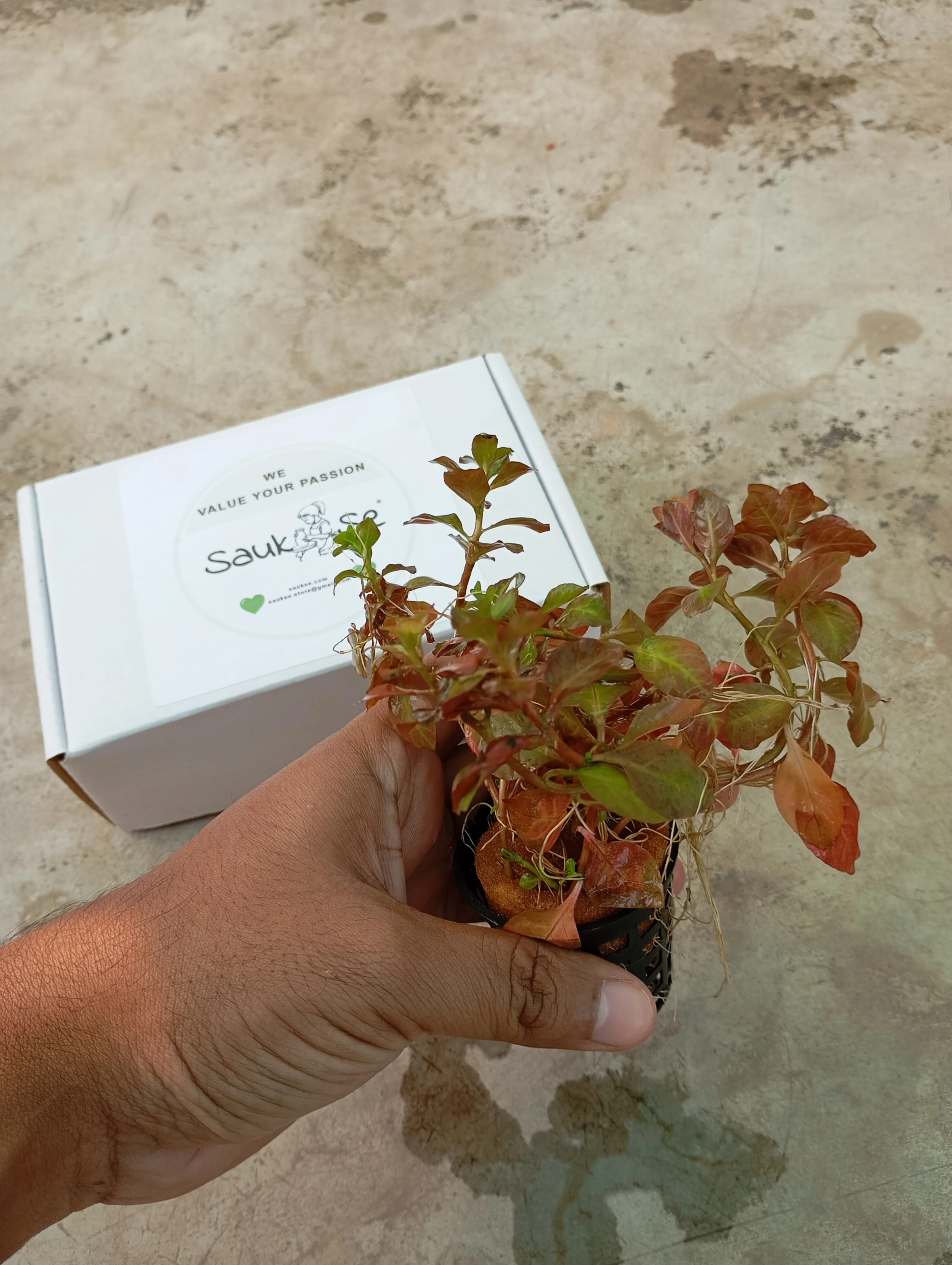 Ludwigia Ovalis Live Aquarium Plant