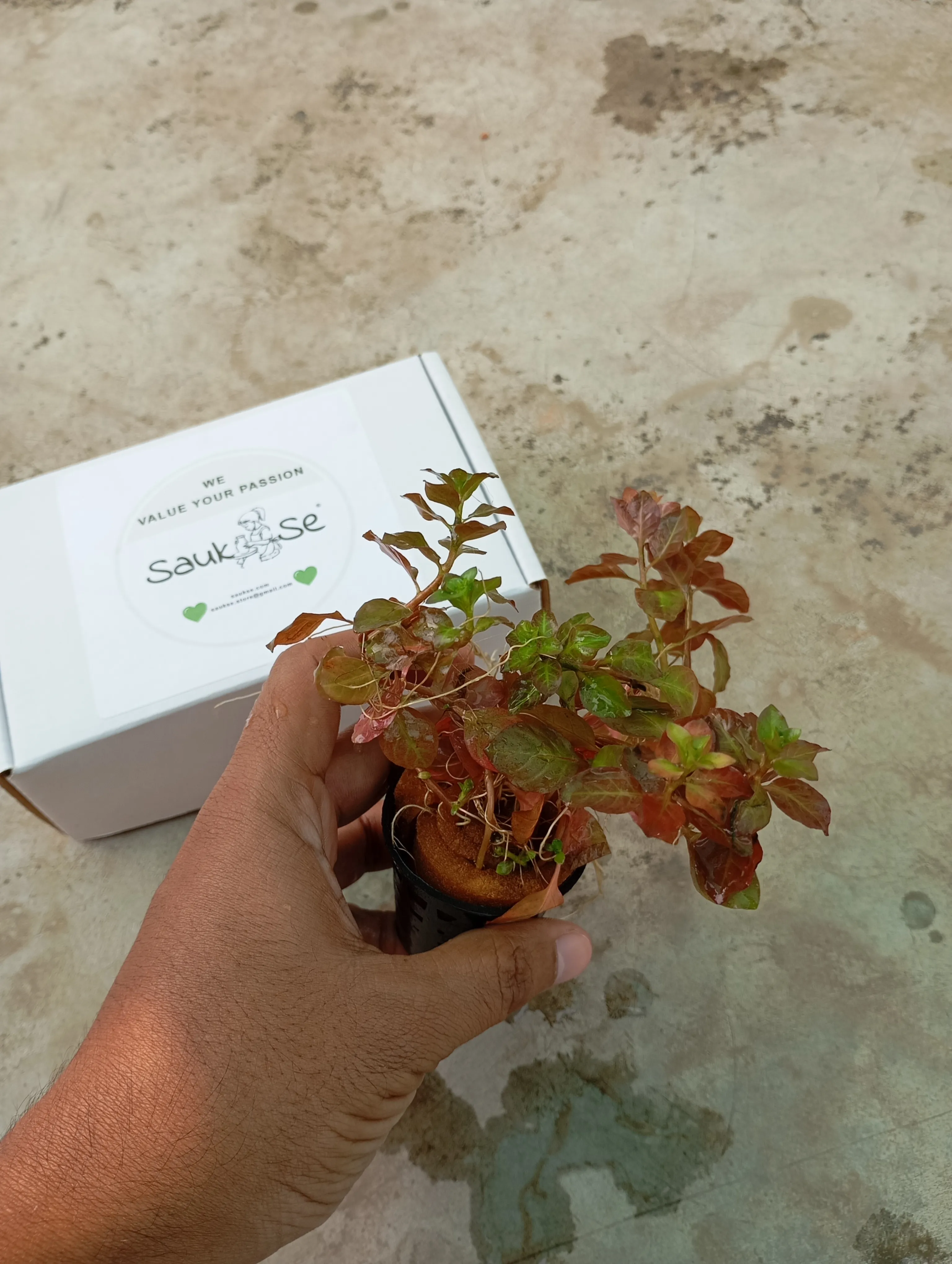 Ludwigia Repens Aquarium Plant