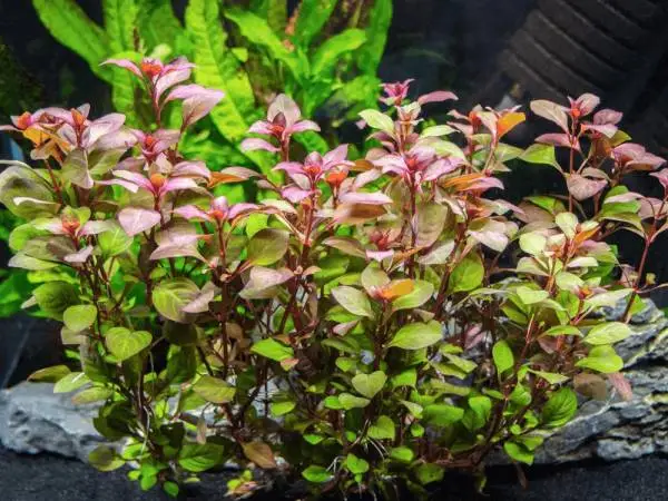 Ludwigia sp. mini super red