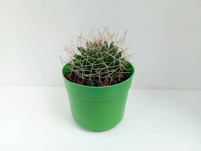 Bird Nest Cactus Mammillaria camptotricha
