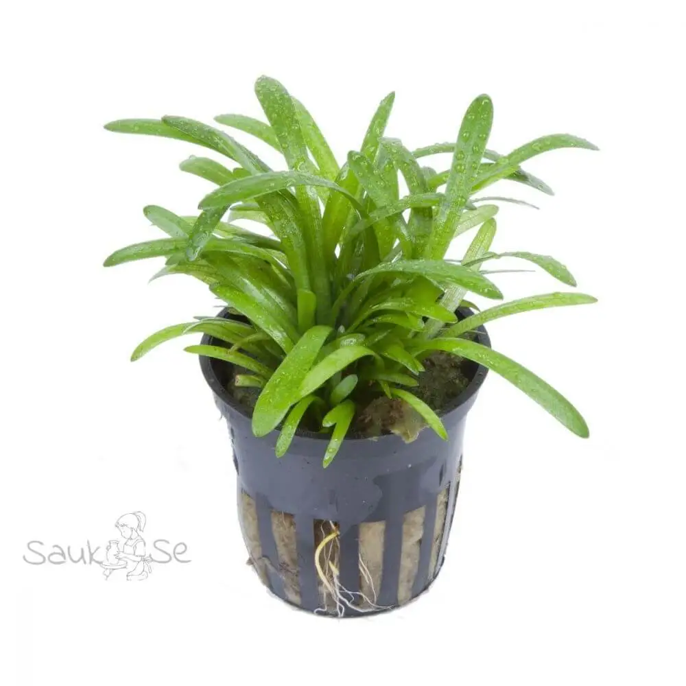 Sagittaria subulata dwarf sagittaria