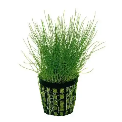 Eleocharis parvula dwarf hair grass