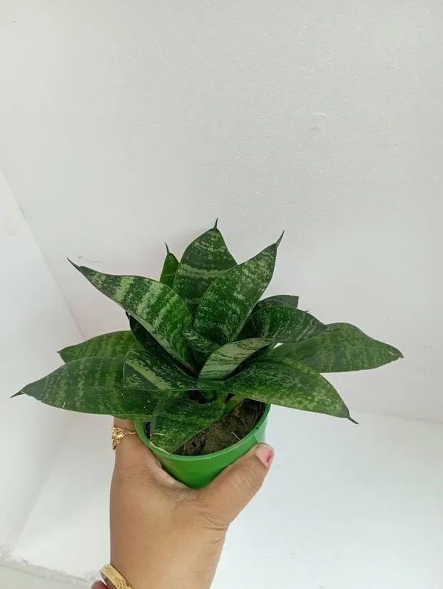 Potted Snake Plant Dracaena trifasciata