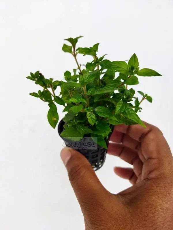 Staurogyne sp Porto velho