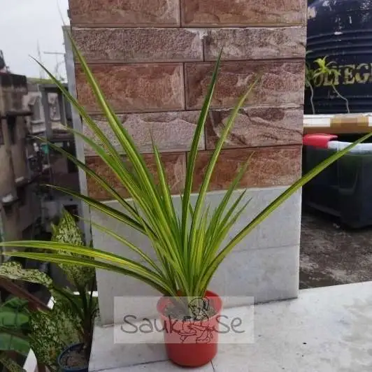 Variegated Golden Pandanus: Elegance for Your Home