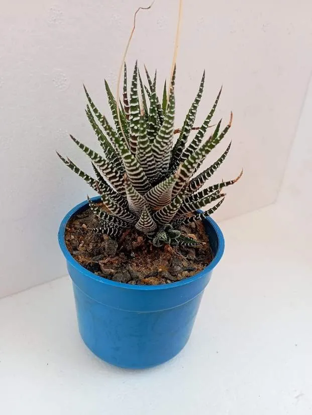 Fasciated Zebra Haworthia