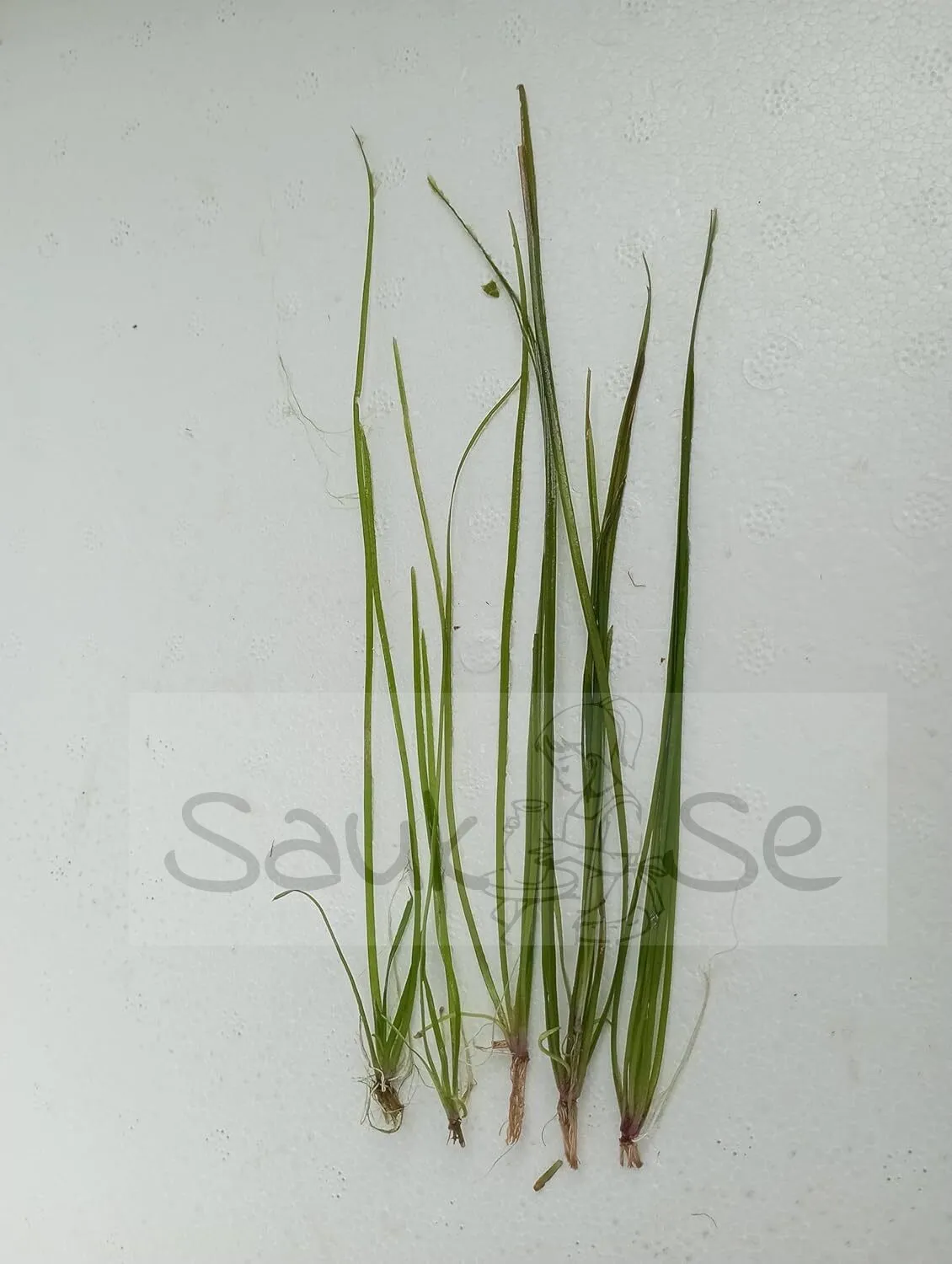 Vallisneria Nana Aquarium Background Plant
