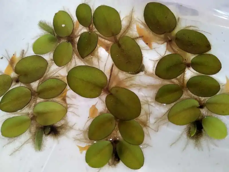 Salvinia Minima Aquarium Pond Live Floating Plant