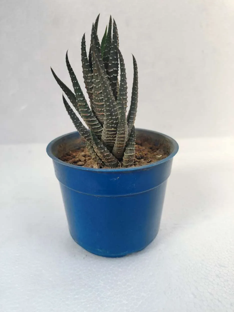 Haworthia Attenuata Succulent Plant Zebra Haworthia