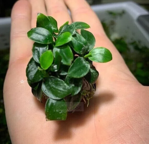 Anubias Nana Petite