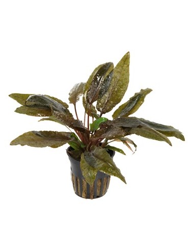 Cryptocoryne wendtii tropica