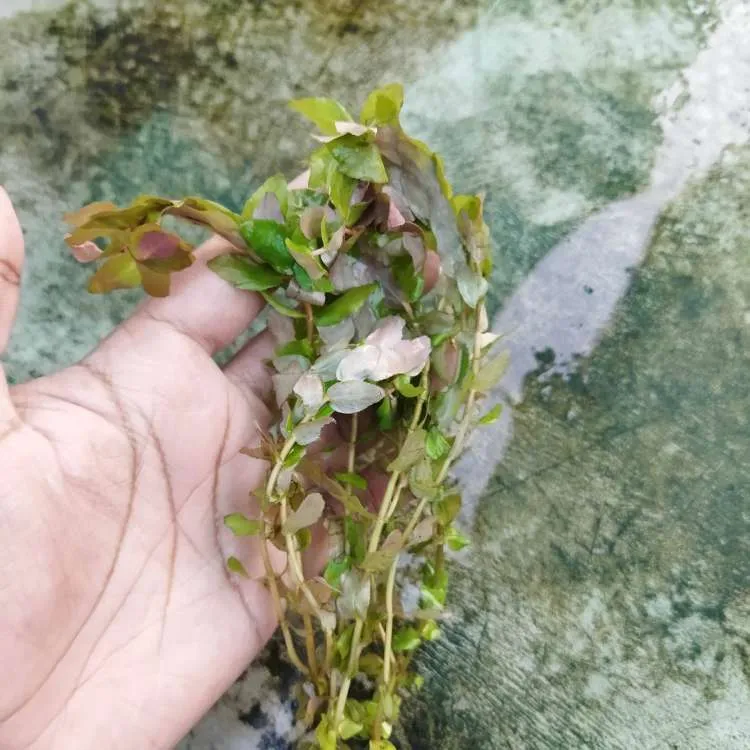 Rotala Sp Mini Gold Aquarium Plant