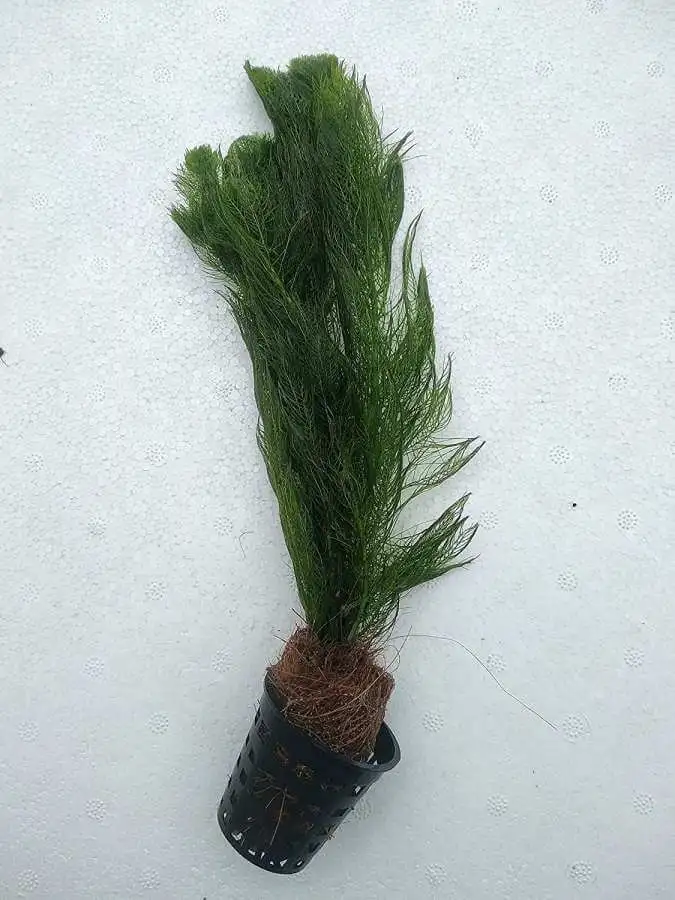 Ambulia (Limnophila Sessiliflora) Live Aquarium plant Pot