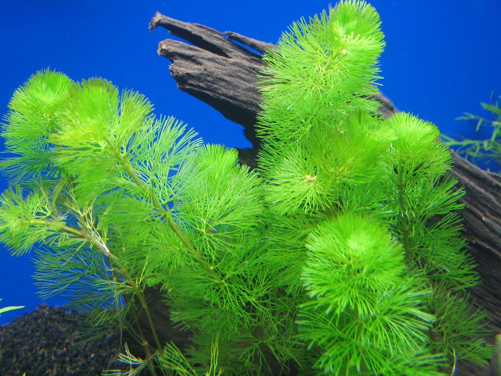 Green Cabomba Aquarium Plant 10 Stem