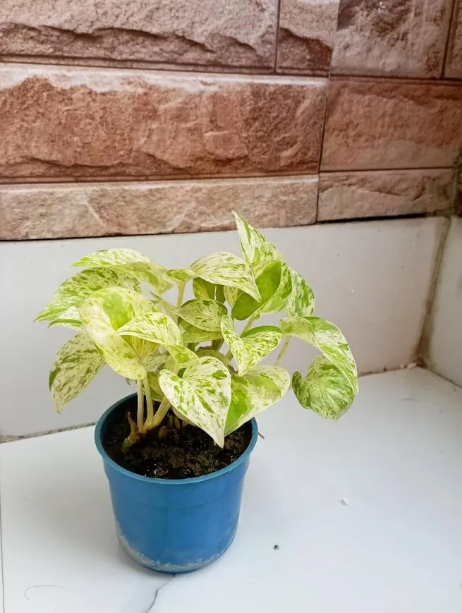Marble Queen Money Plant Epipremnum aureum