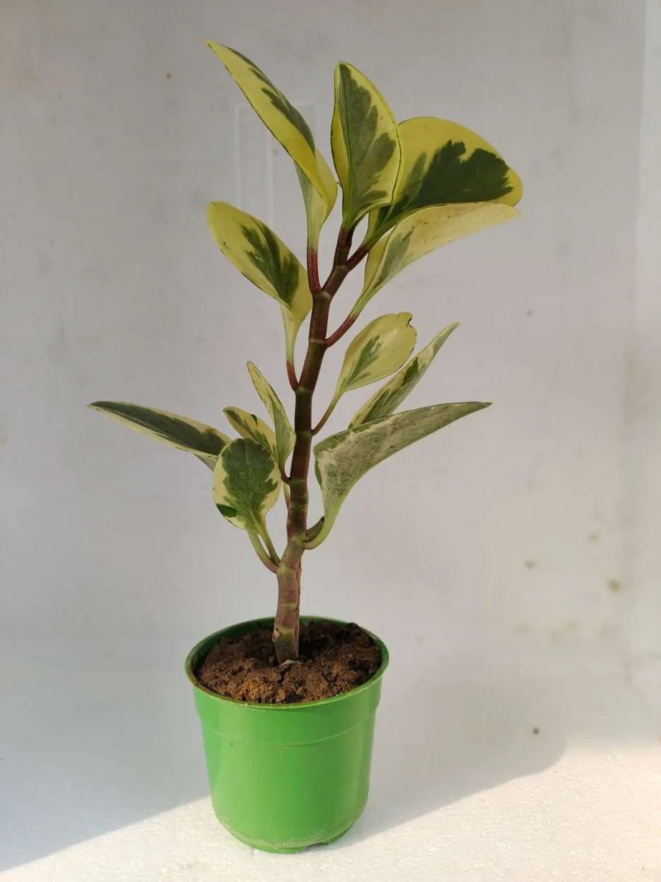 Peperomia Obtusifolia Variegata Plant for Desktop, Gift and Decorate