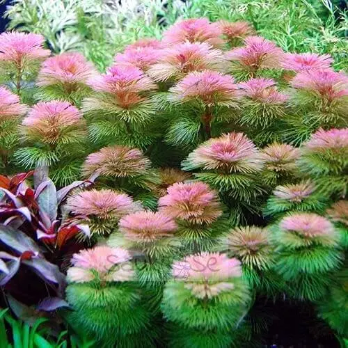 Red Cabomba Aquarium Plant 10 Stem