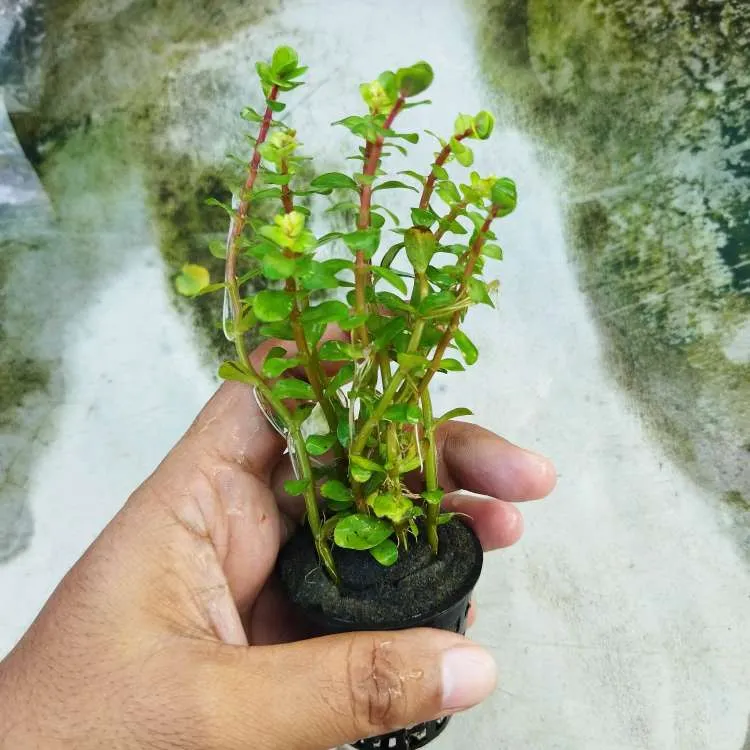 Ammannia Sp Bonsai Aquarium Plant