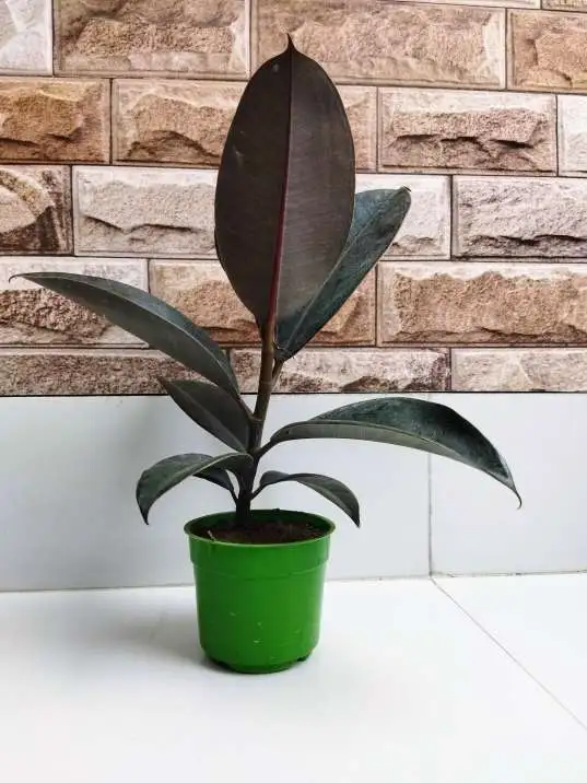 Rubber Tree Plants for Sale: Perfect for Homes and Offices