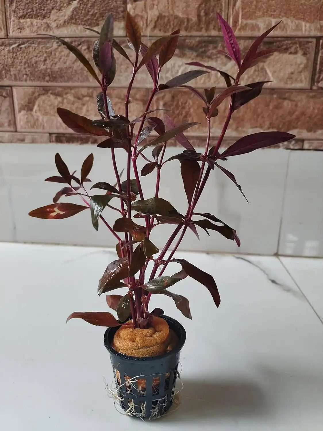 Alternanthera Sessilis Live Aquarium Plant
